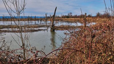 Wiley Slough