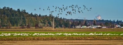 Snow Geese Migration