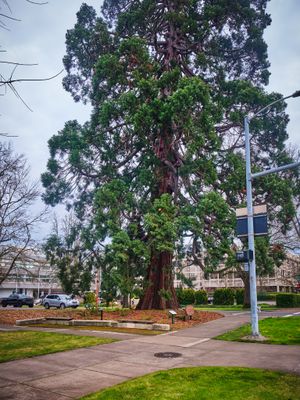 Waldo Park - Park With One Tree