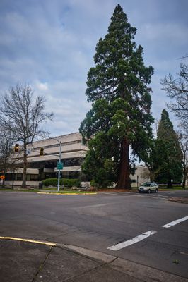 Waldo Park - Park With One Tree