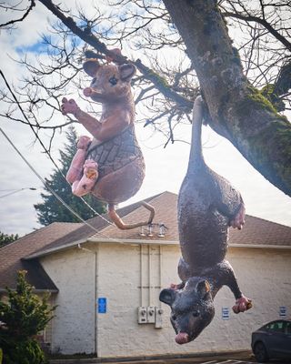 Big Possum