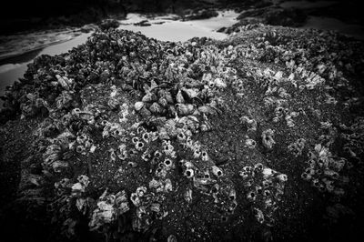 Bandon Beach
