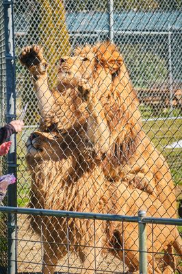 Great Cats World Park