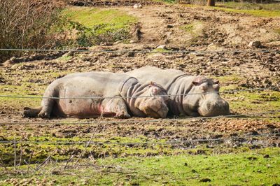 Wildlife Safari