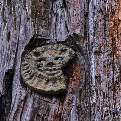 Carved Tree Faces