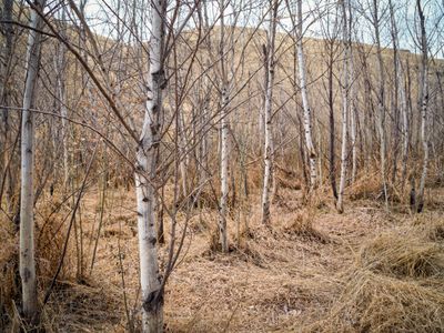 Umtanum Creek Canyon