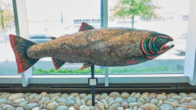 Run of Giant Fiberglass Salmon