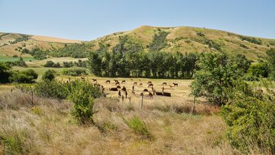 Patit Creek Campsite