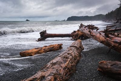 Rialto Beach Tree Graveyard