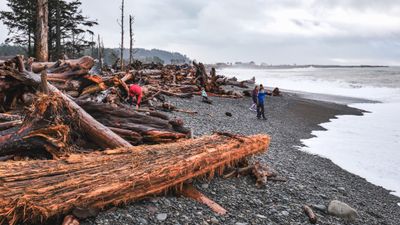 Rialto Beach Tree Graveyard