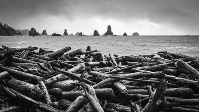 Rialto Beach Tree Graveyard