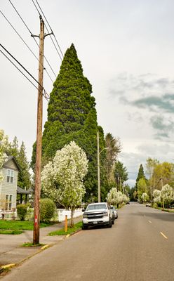 Ridgefield's Heritage Sequoia