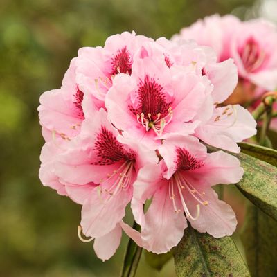 Crystal Springs Rhododendron Garden