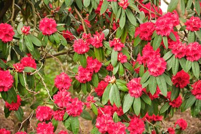 Crystal Springs Rhododendron Garden