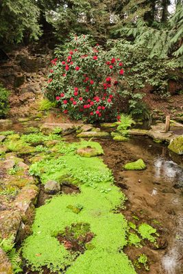 Crystal Springs Rhododendron Garden