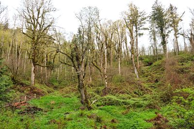 Cape Horn Trail