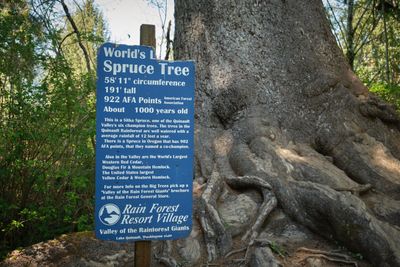 Quinalt Giant Sitka Spruce