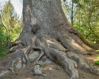 Quinalt Giant Sitka Spruce