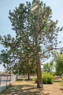 Boise Moon Tree