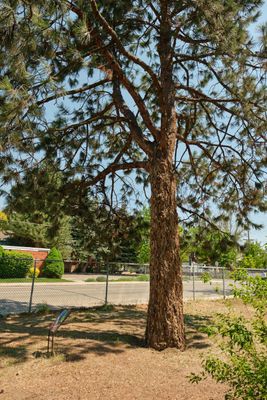 Boise Moon Tree
