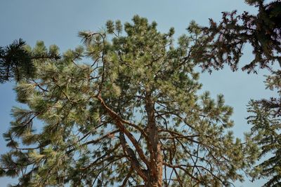 Boise Moon Tree