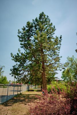 Boise Moon Tree