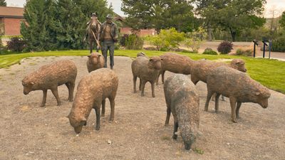 Pioneer Sheep Herder
