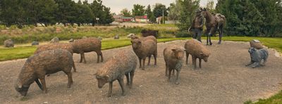 Pioneer Sheep Herder