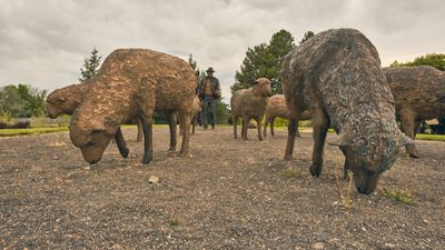 Pioneer Sheep Herder