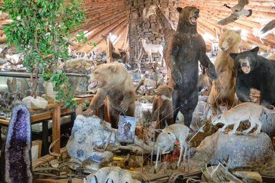 Shoshone Bird Museum of Natural History