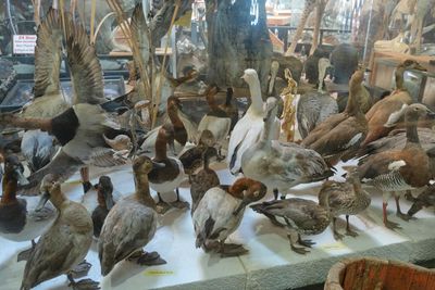 Shoshone Bird Museum of Natural History