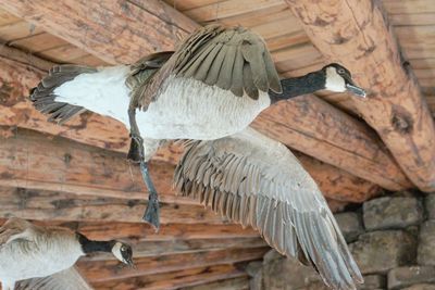 Shoshone Bird Museum of Natural History