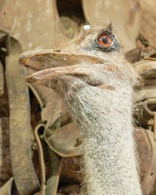 Shoshone Bird Museum of Natural History