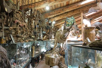 Shoshone Bird Museum of Natural History