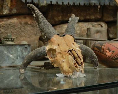 Shoshone Bird Museum of Natural History