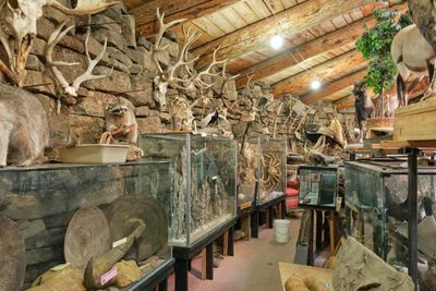 Shoshone Bird Museum of Natural History
