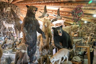 Shoshone Bird Museum of Natural History