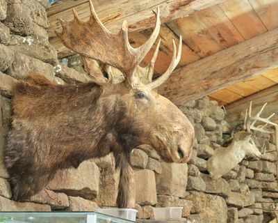 Shoshone Bird Museum of Natural History
