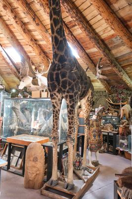 Shoshone Bird Museum of Natural History