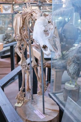 Shoshone Bird Museum of Natural History