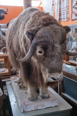 Shoshone Bird Museum of Natural History