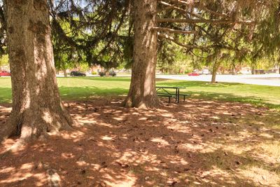 Napoleon Dynamite - Preston Community Park
