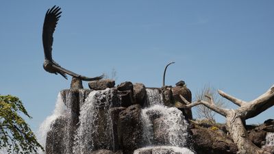 Giant Eagle Waterfall Nest