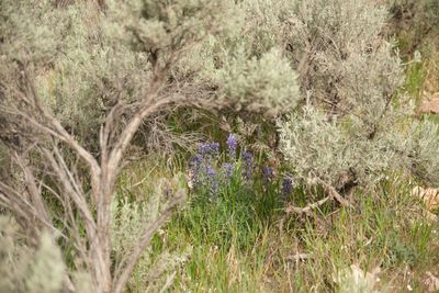 Goldbug Hot Springs
