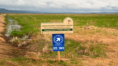 Camas Prairie Centennial Marsh