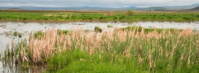 Camas Prairie Centennial Marsh