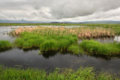 Camas Prairie Centennial Marsh