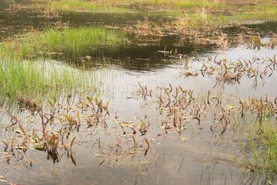 Camas Prairie Centennial Marsh