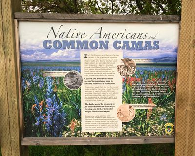 Camas Prairie Centennial Marsh