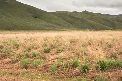 Camas Prairie Centennial Marsh